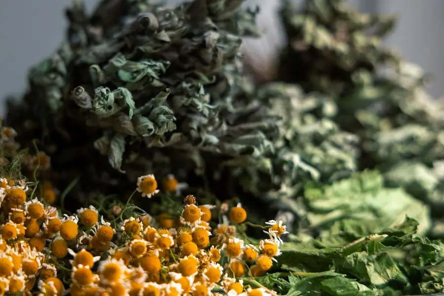 Dried chamomile flowers and green herbs