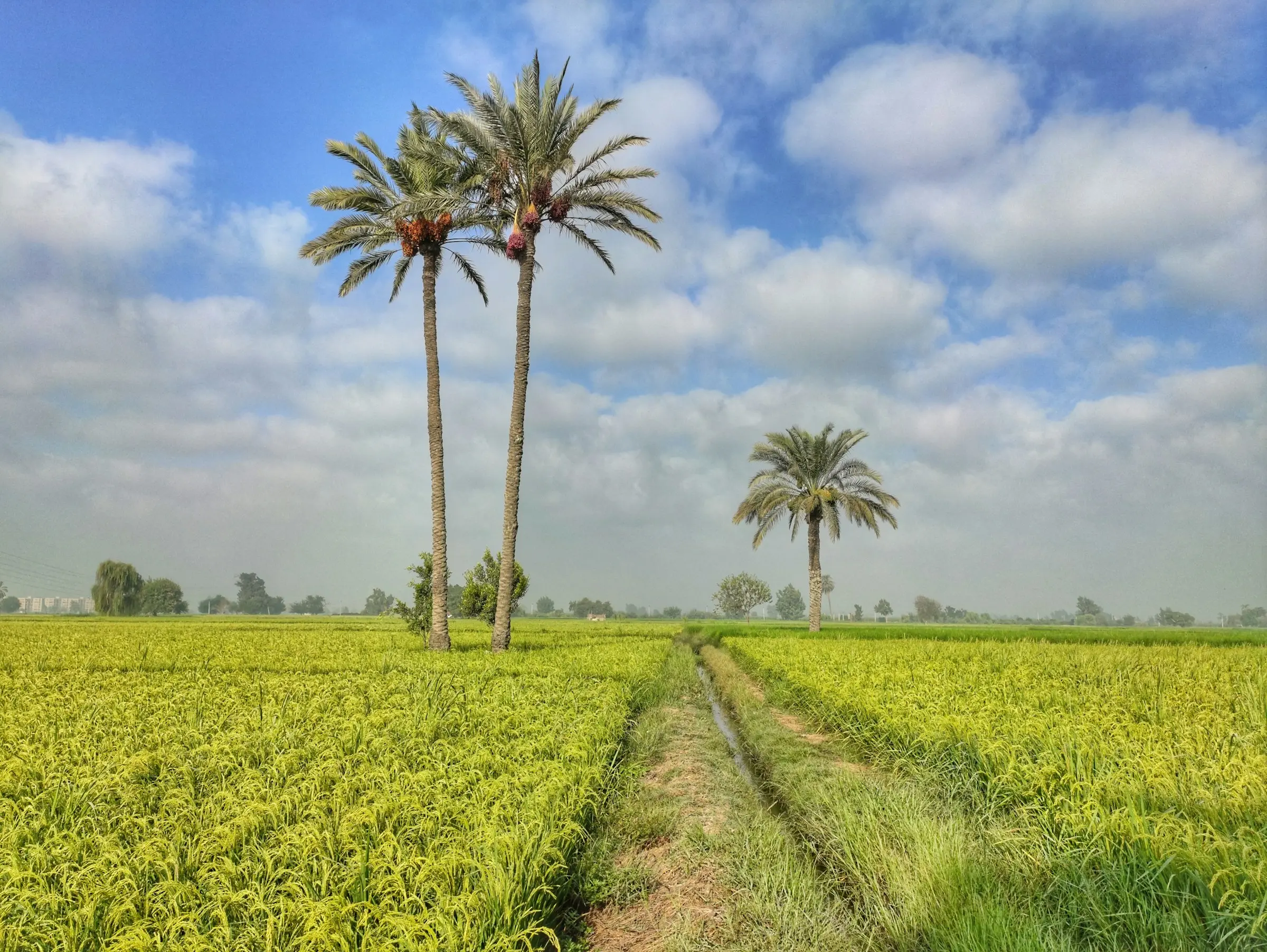 Palm trees above a green field of crops