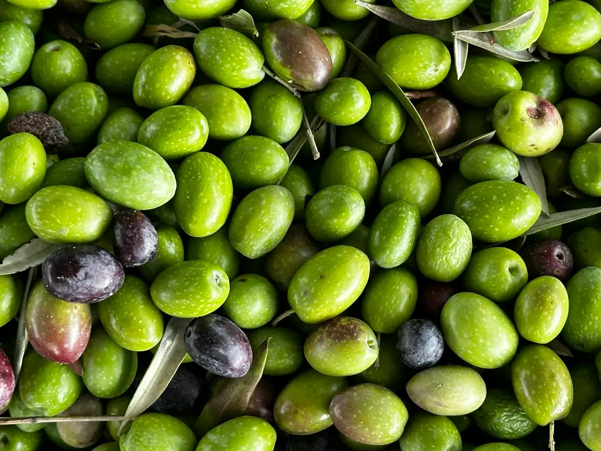 Freshly harvested green olives with leaves