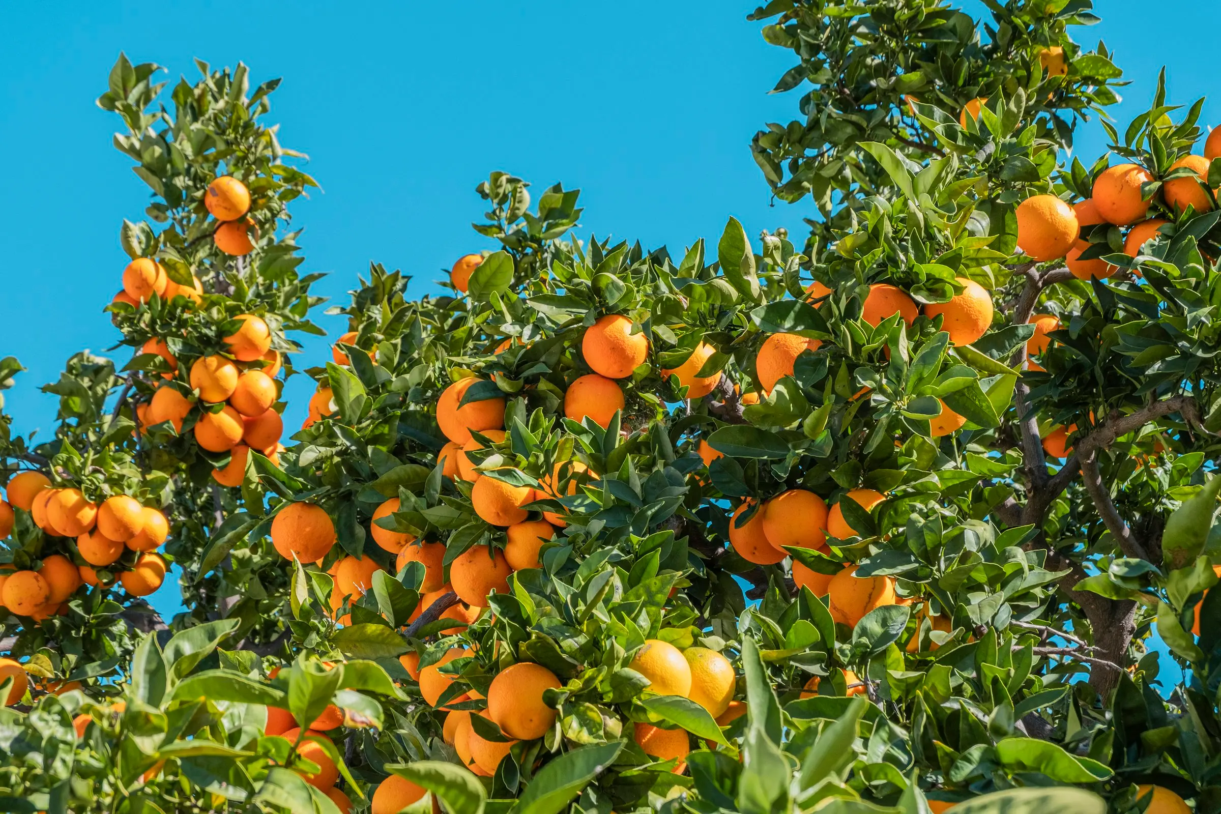 Ripe oranges on the tree against a blue sky