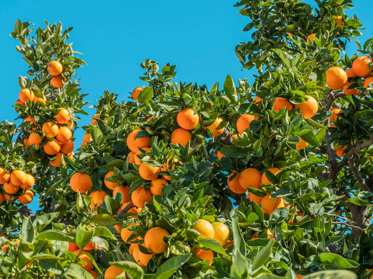Ripe oranges on the tree against a blue sky