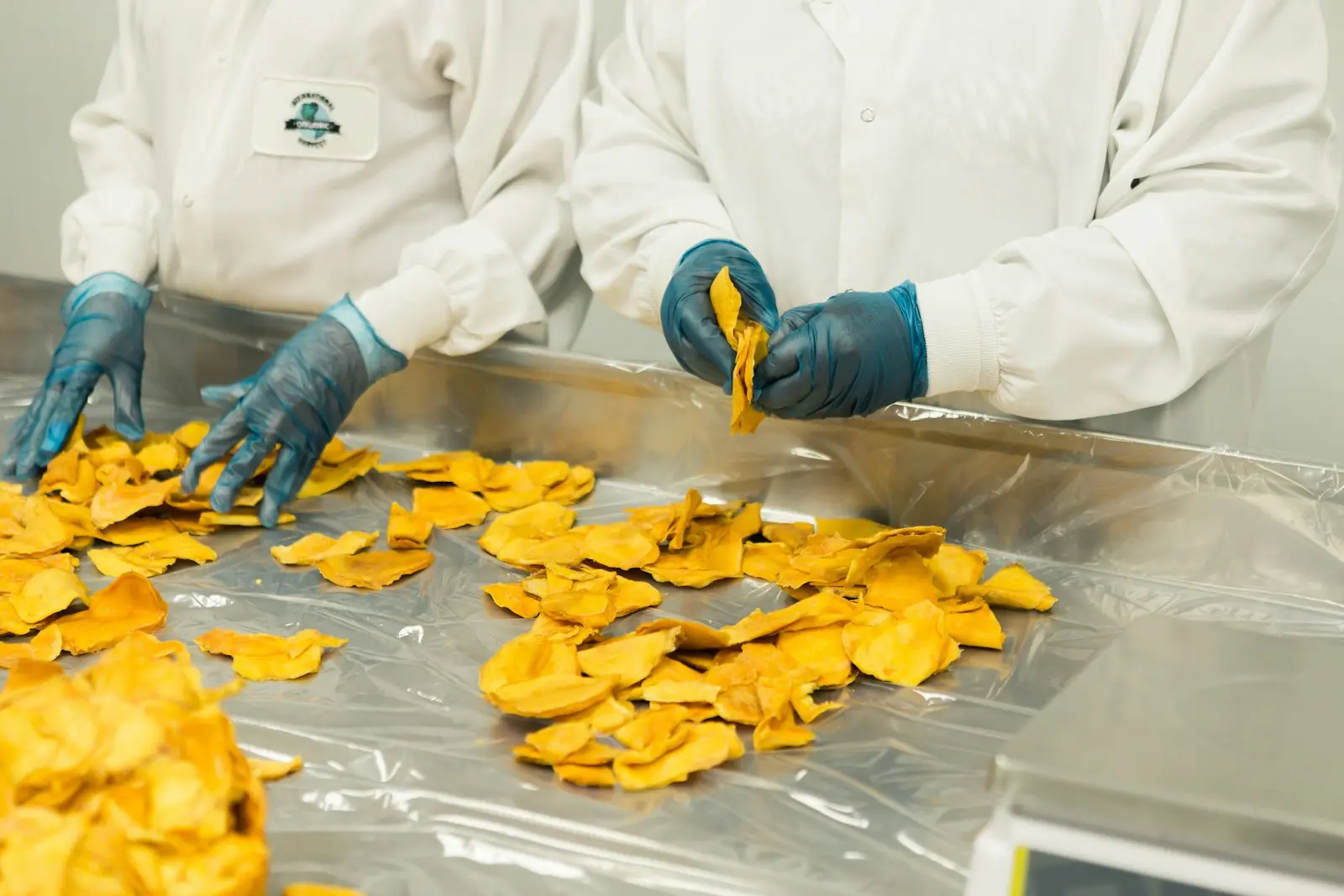 Gloved hands sorting dried fruit slices on a steel table
